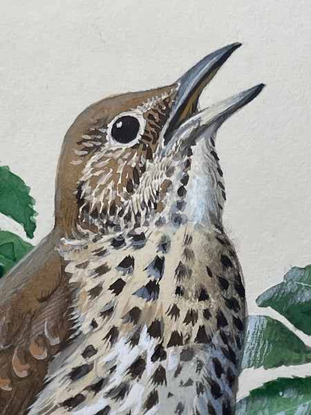 Watercolor "Chirping Song Thrush Bird" By Charles Frederick Tunnicliffe OBE RA