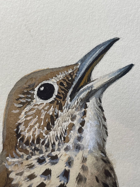 Watercolor "Chirping Song Thrush Bird" By Charles Frederick Tunnicliffe OBE RA