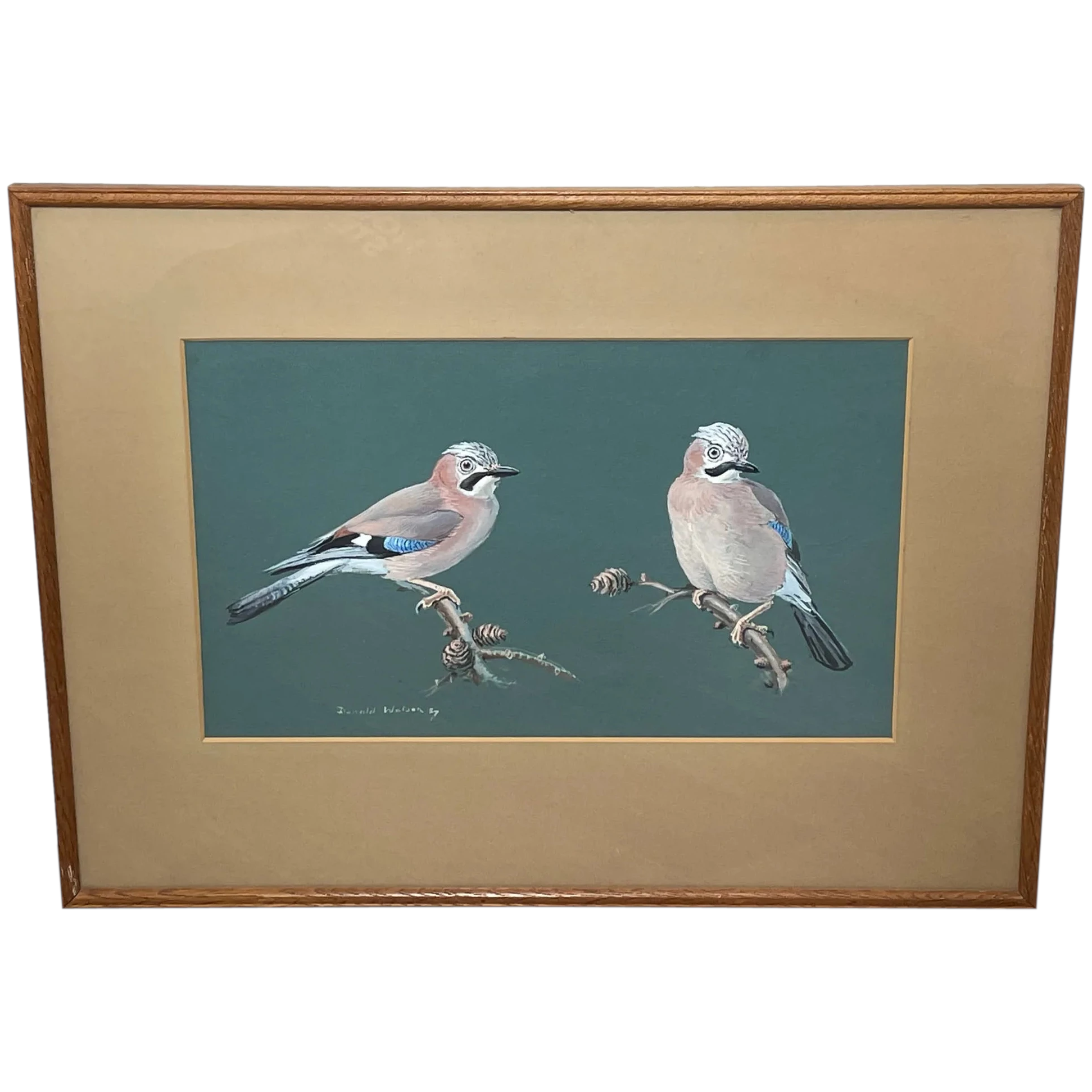 British Ornithological Painting Jays Perched Bird Study By Donald Watson - Cheshire Antiques Consultant