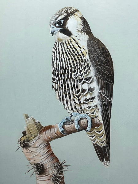 British Watercolour Bird Of Prey Peregrine Falcon By David Johnston - Cheshire Antiques Consultant