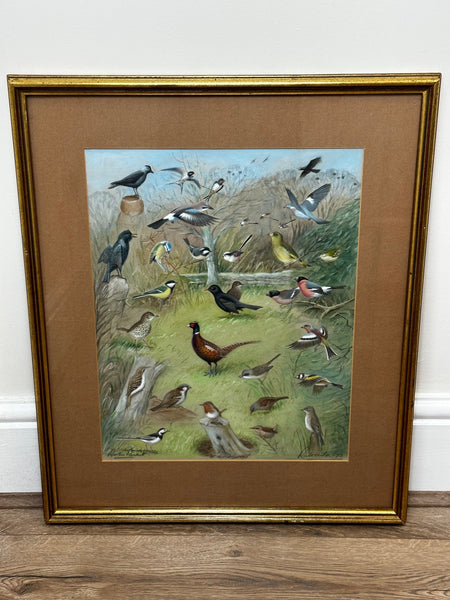 British Watercolour Ornithology Robin & Other Large Flock Different Birds - Cheshire Antiques Consultant