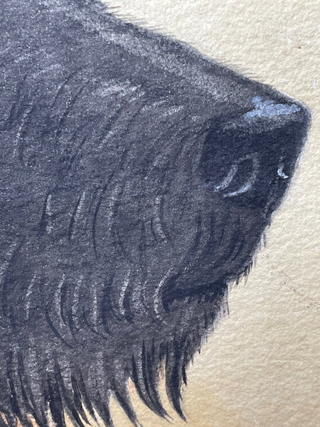 English School Circa 1934 Watercolour Portrait Black Scottie Terrier - Cheshire Antiques Consultant