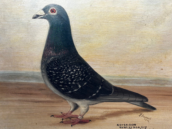 Oil Painting Champion Bird Repetition Pigeon By J Brown C1932 Bred & Raced J Robinson - Cheshire Antiques Consultant