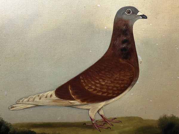 Oil Painting Champion Racing Bird Pigeon Adolphus By Edward Henry Windred C1929 - Cheshire Antiques Consultant