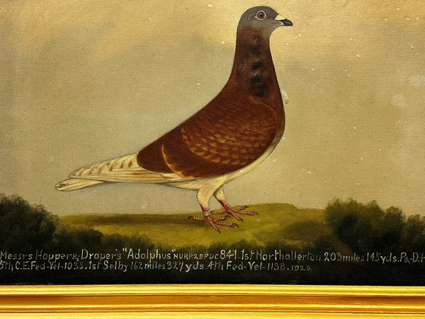 Oil Painting Champion Racing Bird Pigeon Adolphus By Edward Henry Windred C1929 - Cheshire Antiques Consultant
