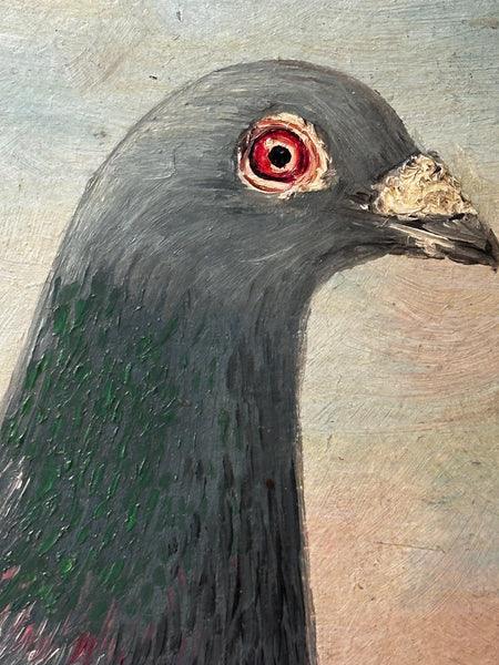 Oil Painting Champion Racing Pigeon Shaws Pride J Brown C1931 Bred J Robinson - Cheshire Antiques Consultant