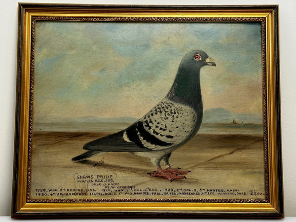Oil Painting Champion Racing Pigeon Shaws Pride J Brown C1931 Bred J Robinson - Cheshire Antiques Consultant