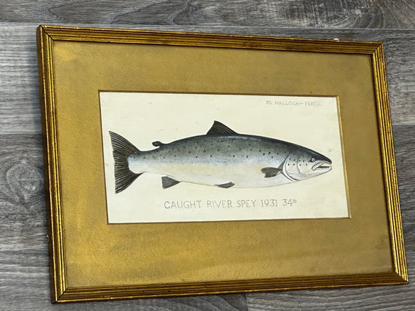 PD Malloch Perth Angling Watercolour Salmon Fish Caught River Spey 34lb C1931 - Cheshire Antiques Consultant