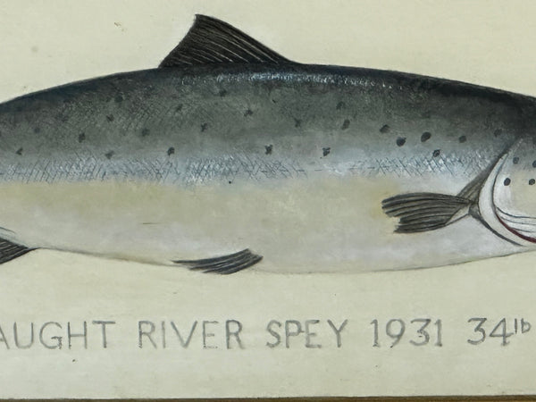 PD Malloch Perth Angling Watercolour Salmon Fish Caught River Spey 34lb C1931 - Cheshire Antiques Consultant