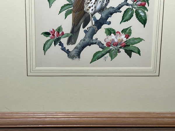 Watercolour "Chirping Song Thrush Bird" By Charles Frederick Tunnicliffe OBE RA - Cheshire Antiques Consultant