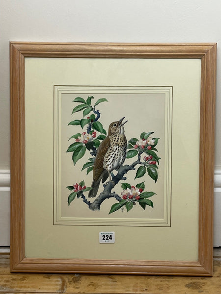 Watercolour "Chirping Song Thrush Bird" By Charles Frederick Tunnicliffe OBE RA - Cheshire Antiques Consultant