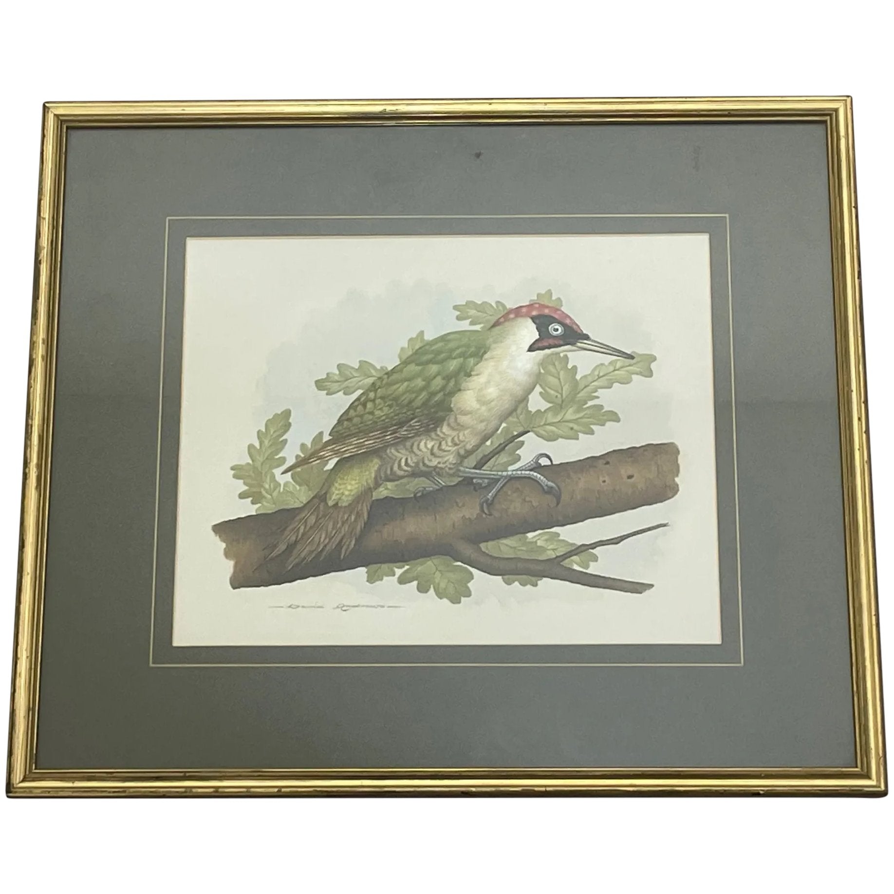 Watercolour "Green Woodpecker" Bird Study By David Andrews - Cheshire Antiques Consultant